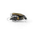 Wobler Imago Lures Maybug 2,5cm Dive - pływający - BK