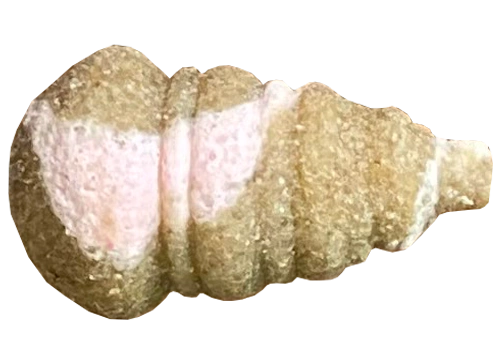 FEEDER BAIT Mini Ślimak Twister Wafters 11/8mm - F1 - Ochotka & Konopia