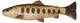 Brown Trout Smolt \ 16cm