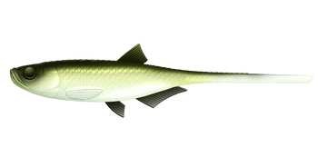 Przynęta LIBRA LURES BLEAK - SLUG TAIL 8,2" (20.8cm) - 30g - 031 OLIVE WHITEFISH