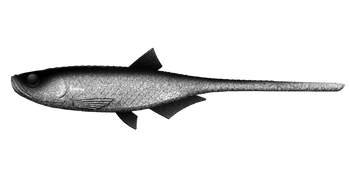 Przynęta LIBRA LURES BLEAK - SLUG TAIL 8,2" (20.8cm) - 30g - 0002 GHOST