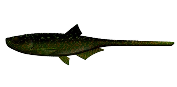 Przynęta LIBRA LURES BLEAK - SLUG TAIL 8,2" (20.8cm) - 30g - 132 MOTOR OIL GREEN