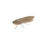Guma Nays BG 20 | 5.1cm | C-30 | 6 szt.
