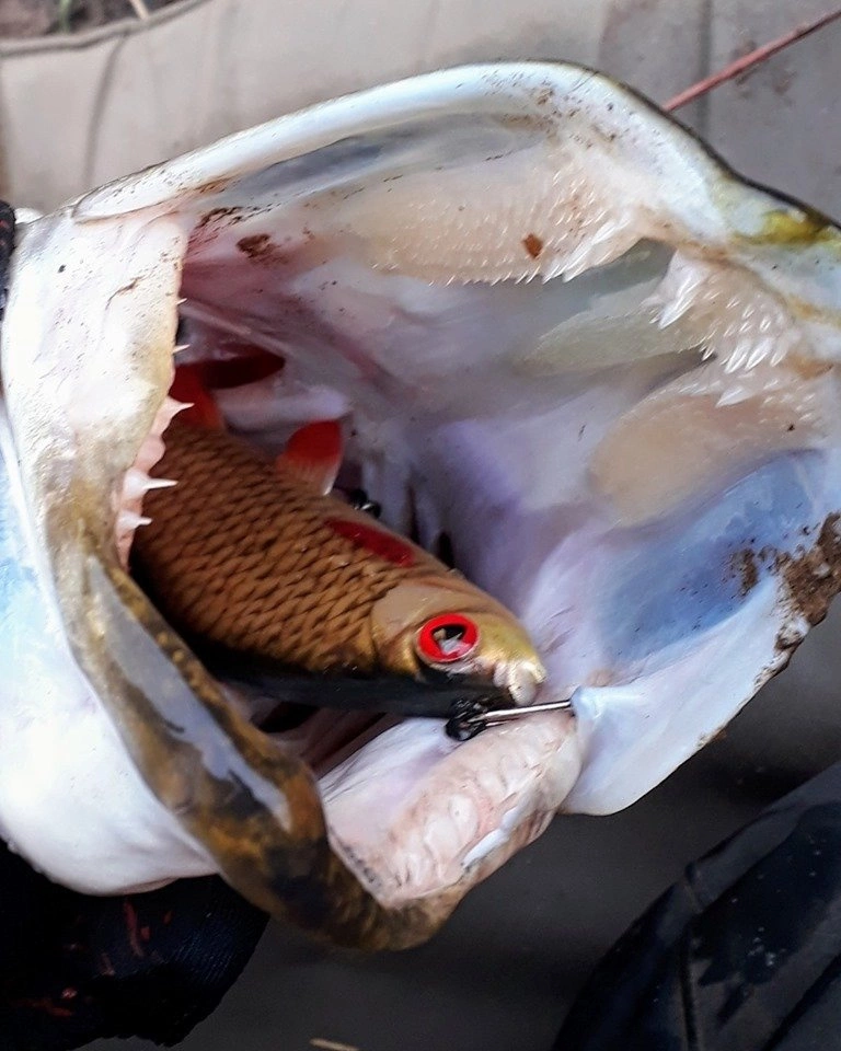 FOX Rage Replicant Realistic Roach Super Wounded Roach 45g 14cm