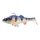 Blue Perch \ 20